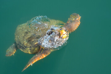 Turtle breaking the suface with bubbles as it comes up for air while swimming in still waters in...