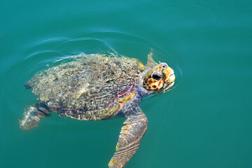 Turtle swimming in still waters in Keflania, Greece. No people. Copy space.