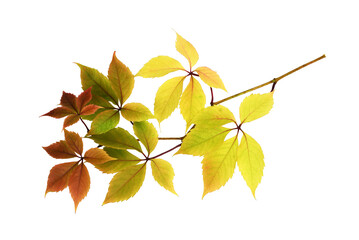 Twig with colorful autumn leaves of wild grape isolated