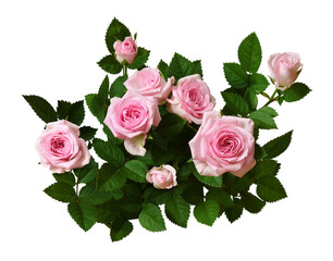 Bush of pink rose flowers with green leaves isolated