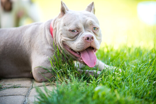 micro bully puppies for sale near me