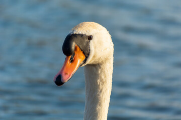 Close-up of the head and neck of a white swan