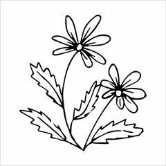 hand-drawn doodle plant element for floral design concept