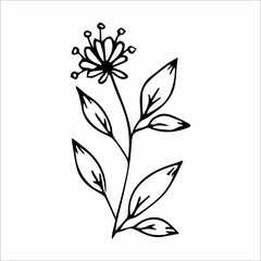 hand-drawn doodle plant element for floral design concept