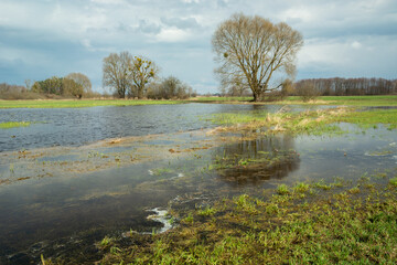 Rainwater on the meadow, trees and cloudy sky