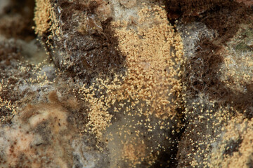 Colored mold on food. Moldy fungus on a bread. Shallow depth of field