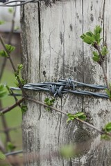 barbed wire fence