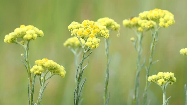 Dwarf everlast yellow flowers on a meadow in summer
