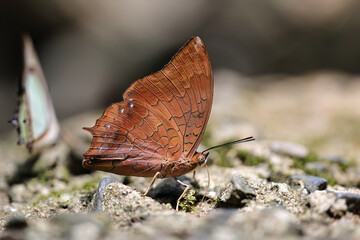 Beautiful The Tawny Rajah butterfly eat mineral in nature
