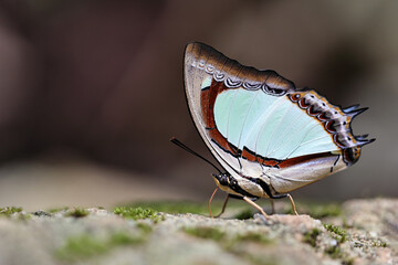 Beautiful The Great Nawab butterfly eat mineral in nature