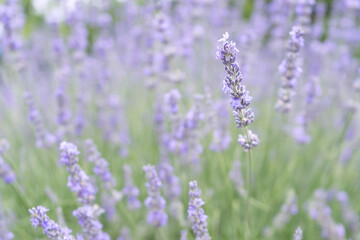 Fototapeta na wymiar blooming lavender flower on background