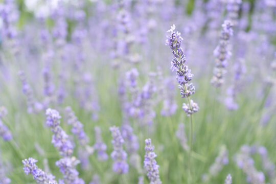 blooming lavender flower on background © Valeriia