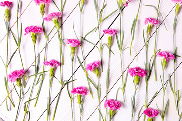 Pink carnations