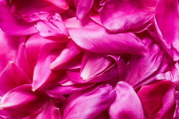 petals of dark pink peony