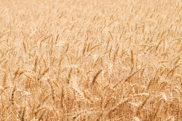 Field with ears of wheat