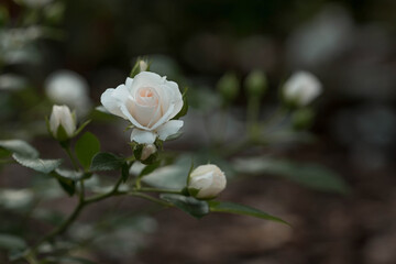 Bushy white rose with dew at dawn. An elegant twig and a bud. Beautiful sunlight. The background image is green and white. Natural, environmentally friendly natural background.