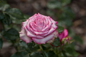 Pink rose of a beautiful pastel shade with dew at dawn. Beautiful sunlight. The background image is green and pink. Natural, environmentally friendly natural background.