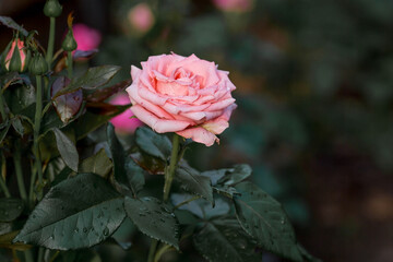 Pink rose of a beautiful pastel shade with dew at dawn. Beautiful sunlight. The background image is...