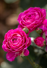 Beautiful English peony rose. Soft daylight. Elegant rosebuds. Large color board. The background image is green and pink. Natural, environmentally friendly natural background.