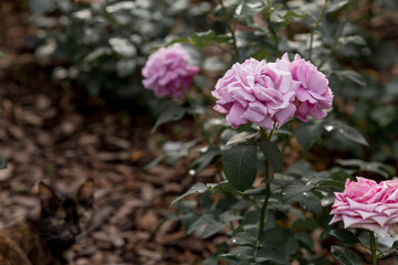 A delicate purple rose of a beautiful fashionable shade is very peri with dew at dawn. Beautiful sunlight. The background image is green. Natural, environmentally friendly natural background.