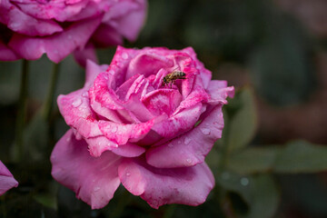 Pink rose of a beautiful pastel shade with dew at dawn. Beautiful sunlight. The background image is green and pink. Natural, environmentally friendly natural background.