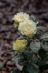 A green rose of a beautiful light green shade with dew at dawn. Beautiful sunlight. The background image is green and beige. Natural, environmentally friendly natural background.