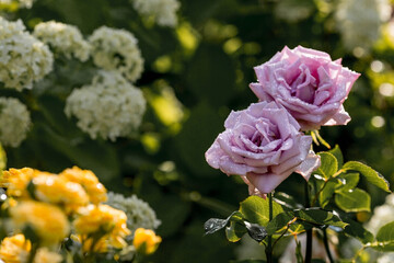 A delicate purple rose of a beautiful fashionable shade is very peri with dew at dawn. Beautiful sunlight. The background image is green. Natural, environmentally friendly natural background.