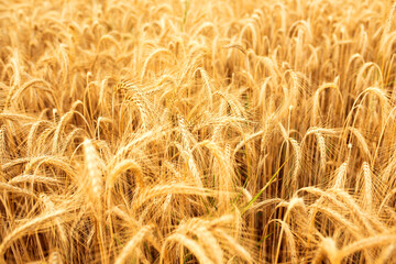 Luminous golden rye field. Natural landscape with ripe ears of rye for worldwide a nutritional...