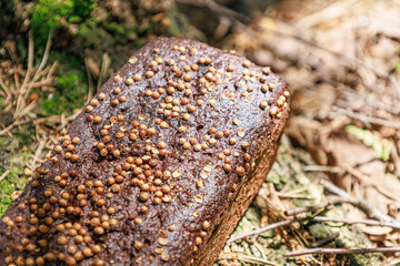 bread