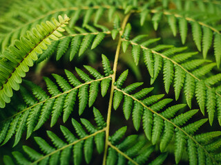 green fern leaves