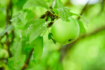 green grapes in the garden
