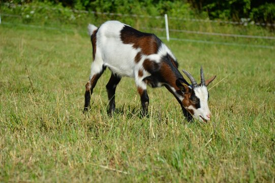 Ziege auf der Wiese, &Ouml;kologische Wiese, Junge Ziege