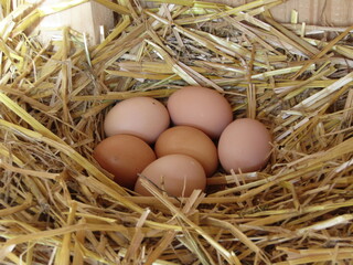 Eier im Nest, 6 Eier,  Hühnernest, Hühnereier, 