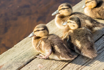 Little newborn fluffy ducklings are sitting on a wooden pier near the water.