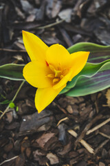 Top view of blooming yellow tulip