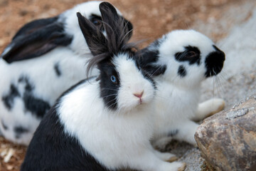 Schwarz weißes Löwenkopf Kaninchen mit blauen Augen