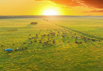 Cow on sunset. Cows graze on field with green grass at farm. Aerial view of a farm field with cow...