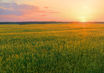 Wheat field on sunset. Barley field in agriculture harvest season. Farm harvesting in rye field at farm. Bread grain crops. Wheat and corn markets in crisis world’s breadbasket. Food inflation, hunger © MaxSafaniuk