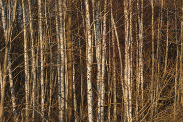Dense brown birch forest, moody woodland texture