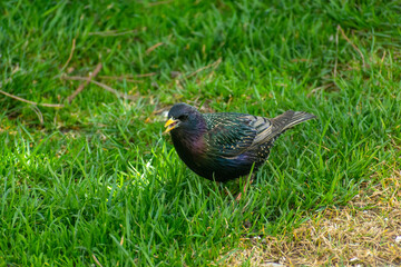 A beautiful and shining starling walking on the grass