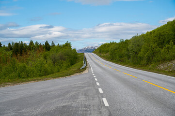 Asphalt road in coniferous forest