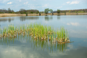 Green grass growing in the lake water
