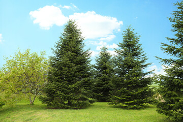 Fototapeta na wymiar Beautiful fir trees growing in the garden on sunny day