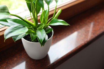 Beautiful green houseplant on window sill indoors, closeup. Space for text