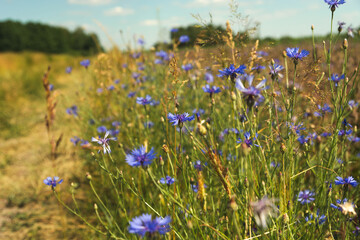 Lots of cornflower flowers in the meadow