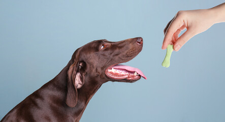Woman giving tasty bone shaped cookie to her dog on light blue background, closeup - obrazy, fototapety, plakaty