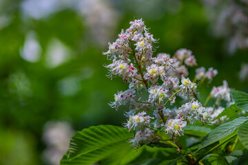 Exotic summer floral tree closeup. Sunny green lush foliage. Mediterranean flowers and blurred serene 