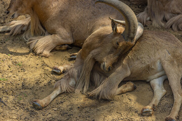 Beautiful portrait of Alpine ibex male (Capra ibex). Sleeping animal, relaxing abstract portrait of Ibex head and horns, south African safari, zoo