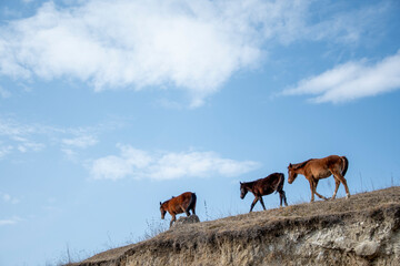 Plakat Horses graze on high mountain pastures
