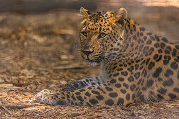 A wild Leopard seen on a safari in South Africa. Beautiful animal portrait, soft sunlight. Persian leopard (Panthera pardus saxicolor) 